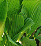 This slipper will never bloom.