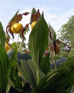 My first lady slipper