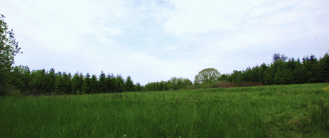 Our prairie restoration