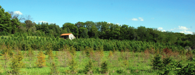 The Windward Spruces just a smidge up the valley and on the cool north side of the slope are thriving.