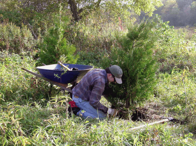 An early transplant that I know would be doing better if we had kept the roots moist during its wheelbarrow ride.