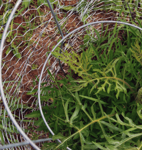 Behind bars for his own good.