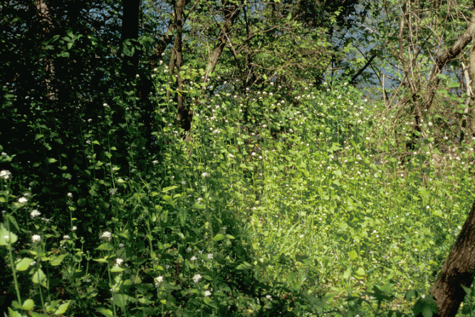 This photo was thankfully NOT taken on my land, and I hope it never will be.