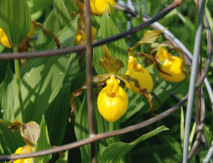 Thrivingin captivity