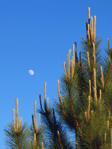 The number of needles on these branches was decided many moons ago.