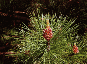A male pine cone ready to party