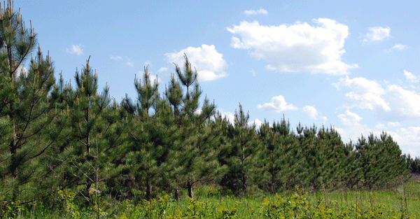 Teenage Red Pines ready to party!