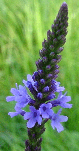 HAPPY ENDING  (photo by Blooming Looneytic)