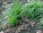 These prairie grasses I started from seed I collected are growing on the site of a bonfire.  Before mulching, that blackened dirt really baked but they seem to enjoy their milfoil mulch.