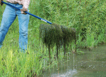 milfoil-on-rake