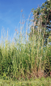 Big-bluestem