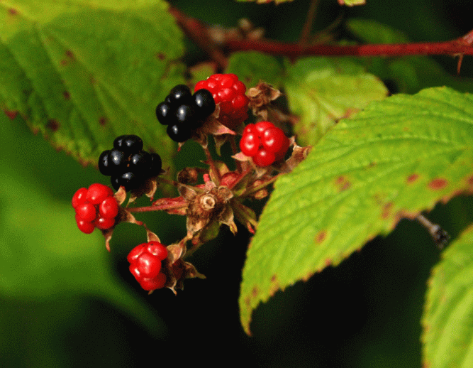 Eaten immediately after photographing!