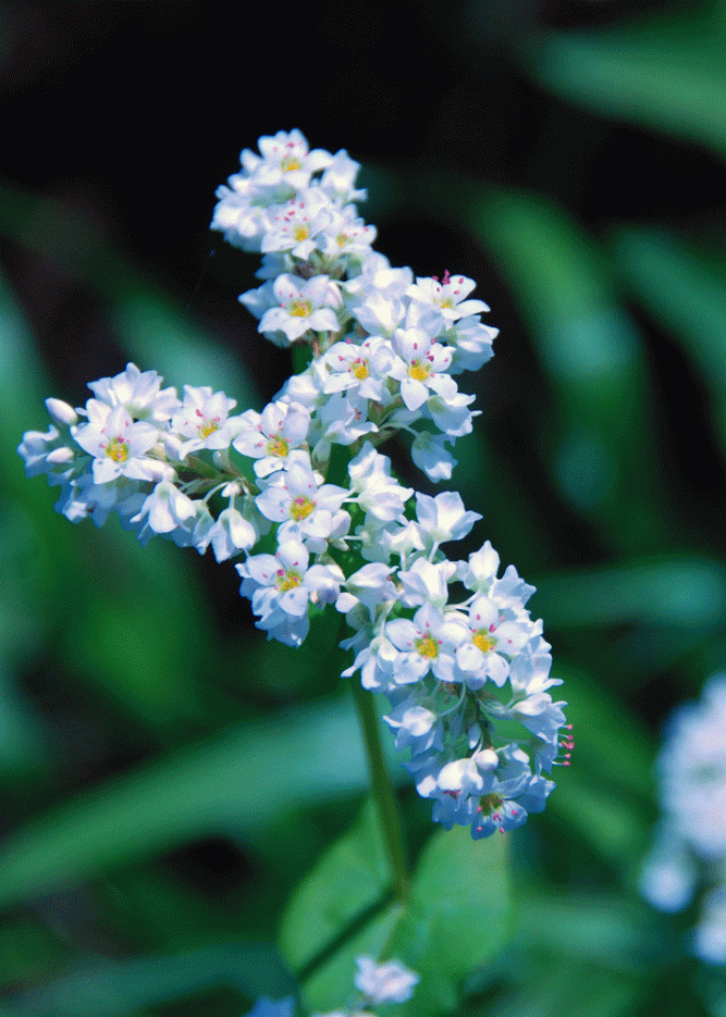 buckwheat-flower Buckwheat in flower