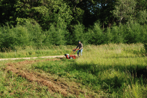 buckwheat-row-rototilled Doug busting sod for our first crop!