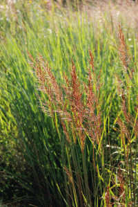 Indian-grass