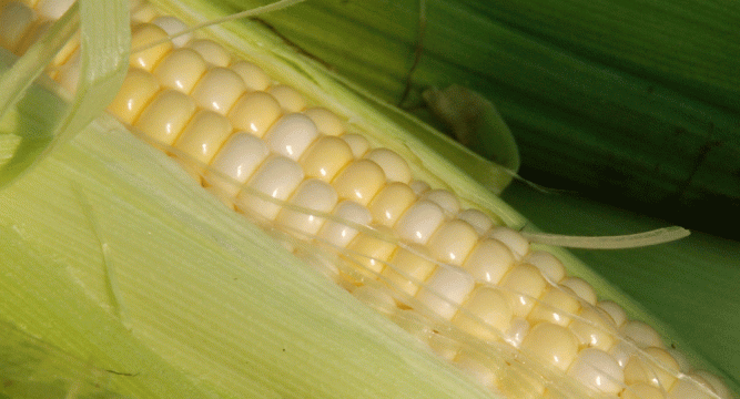 Corn on the Cob from Farmer Bob.