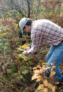 Doug labels a promising young White Oak.