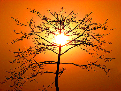 (photo credit: Felix Francis Flickr)