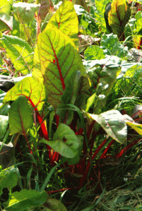 fresh-chard ...Locally-grown chard trumps Golen Grahams! A mother rejoices.