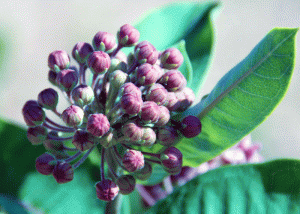 milkweed-about-to-flower ...About to flower. I now know these not only look good enough to eat -- they are!