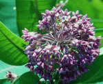 milkweed-full-flower ...The butterfly buffet is open!