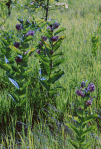 milkweed-in-field ...Milkweeds making themselves at home along my lane.