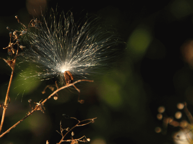 milkweed-seed-2 ...They still look like fairies to me.