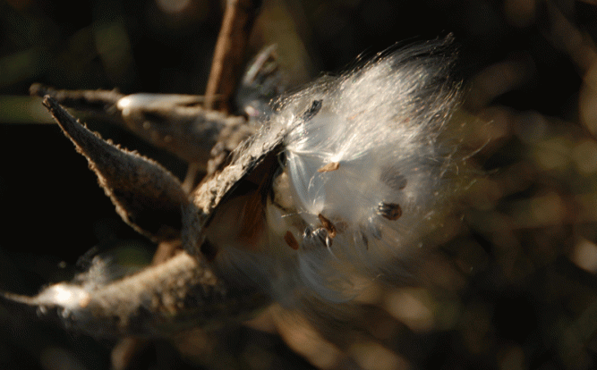 milkweed-shell milkweed-shell