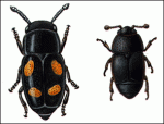 Nitidulid-beetles,-which-spread oak wilt.  (photo credit USDA)