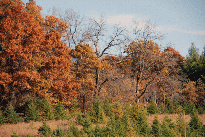 ...Oak wilt on the edge of our woods.