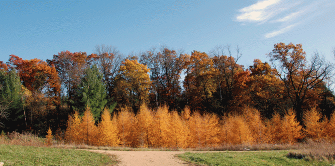 ...My tamaracks before needlefall