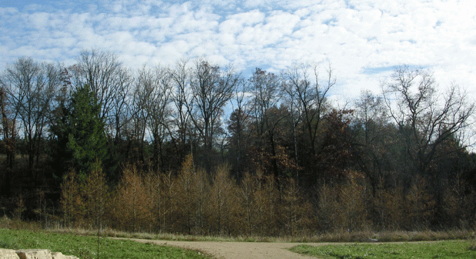 ...Two days later -- tamarack-after-needle-fall