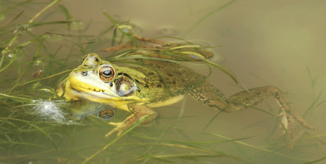 green-frog-closeup