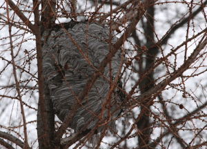wasp-nest-5