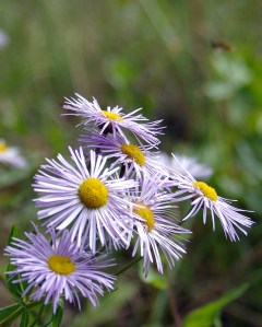 Mountain Daisies