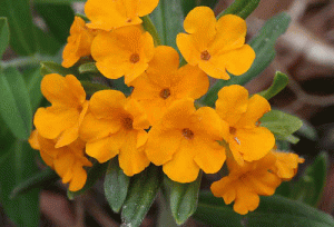Hoary Puccoon Lithospermum canescens, aren't they gorgeous?