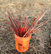 red-twig-in-bucket