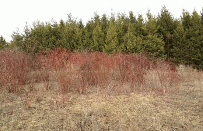 red-twig-in-prairie