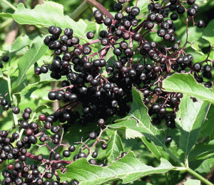 photo credit http://commons.wikimedia.org/wiki/File:Elderberries2007-08-12.JPG