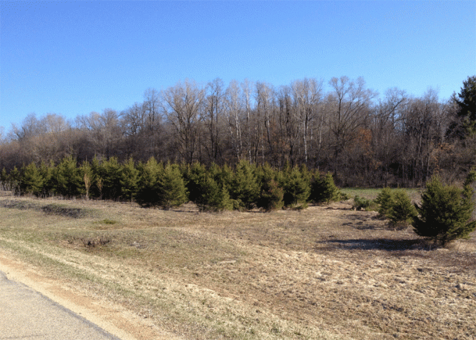 About 100 spruces - now you see them.