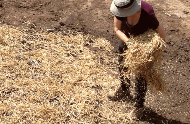 I love tucking the little babies in under a sprinkling of straw.  We are putting the bales left over from our walls to good use.