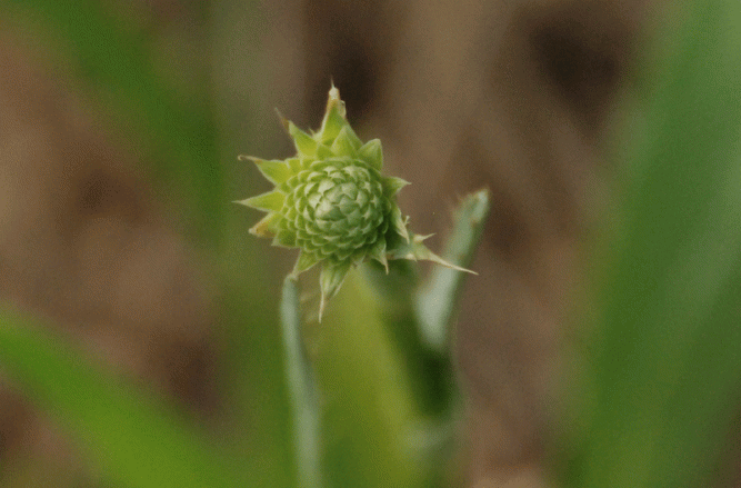 rattlesnake master