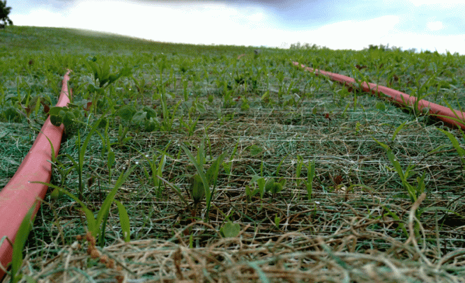 Boy, were we happy to see these little grass seedlings popping up!