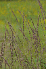 side-oats-grama-grass