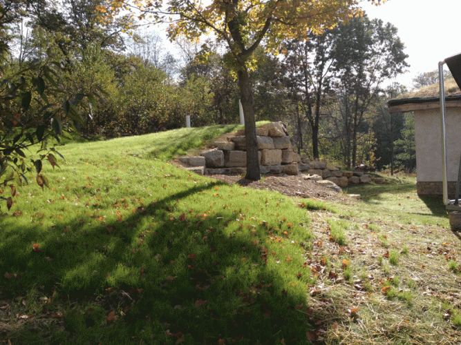 On the east side, the annual rye (future prairie panting) has a head start on the fescue to the right. We worked on small sections at a time, so the grasses are coming up in successive stages.