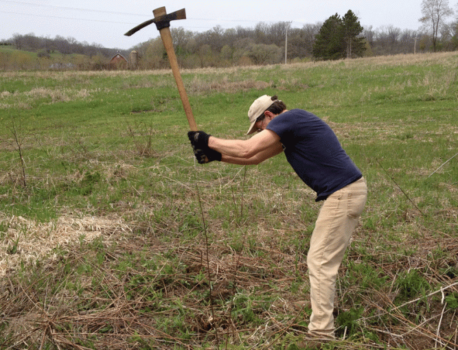Doug goes after the bigger roots with his trusty mattock.