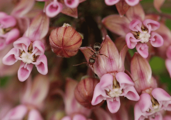 ant-on-milkweed