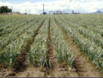 A garlic field in California