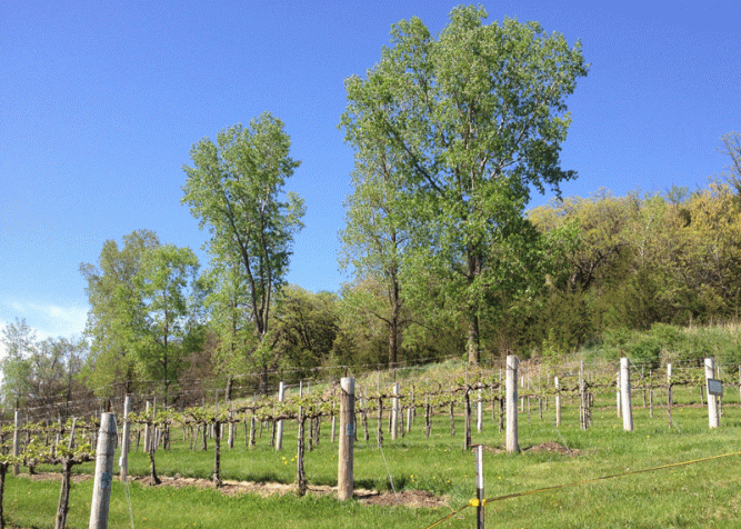You can't grow great grapes like they are doing at the nearby Wollersheim Winery in a field of weeds. 