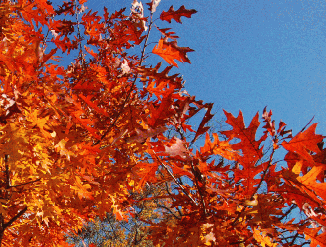 Young red oaks that were knee high 11 years ago and now are 12-18 feet tall.